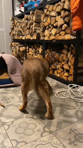 Decided to hiss back at Pumba😹 #pumbacaracal #animal #wild #forest #animallover #love #reels #reelsvideo #trend #viral #fyp #trendingnow #trendingreels #pet #petlover #reels2024 #foryou #best #bestvideos | Pumba Caracal