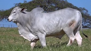 3.4K views · 321 reactions | Touro que impressiona por seu porte e seus resultados. São animais assim que você vai encontrar no remate de sábado. Esse é o lote 9. ✅ B2471 DP - FSH B2471 14/08/2021 • 673 kg - 35 cm KELVIN DP x MONUMENTO TE DE CV iABCZ: 4,20 - DECA: 4 MGTe: 9,42 - TOP: 38%  31º LEILÃO NELORE DP  22 de julho  13 horas - Canal do Boi Fale conosco pelo WhatsApp (18) 98804-0610 | Guto Assessoria | Facebook