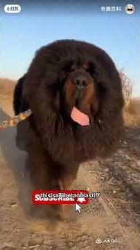 "Amazon Rainforest Creatures: The Most Incredible Animals Caught on Camera!”