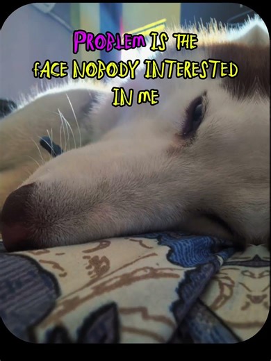 What is the problem #husky #pup #puplife