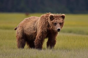 121 reactions · 28 shares | Mammals from Alaska | DF Wildlife Photography | Facebook