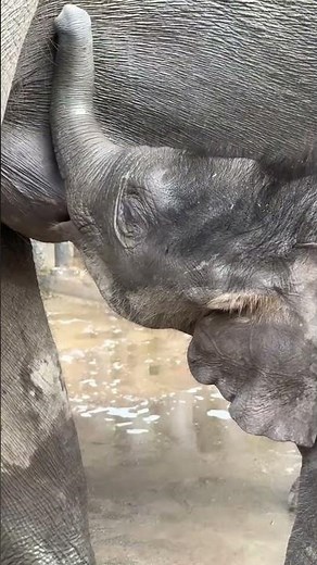 A candid shot of an elephant calf nursing—a picture of peaceful serenity.