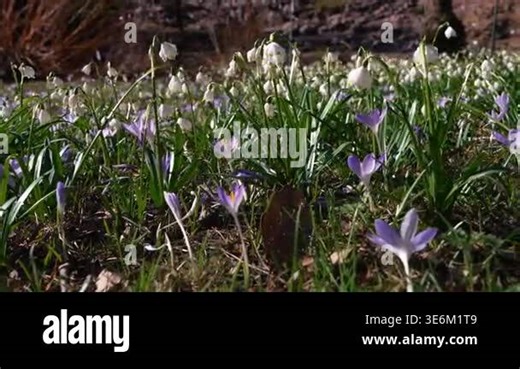 Close up of blooming crocus, snowdrop flowers in spring. Floral background, delicate petals, fresh nature, seasonal bloom and natural beauty concept Stock Video Footage - Alamy