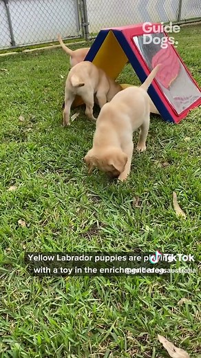 Explore Our Puppy Enrichment Area for Guide Dogs | Exciting Interactions & Playful Paradise