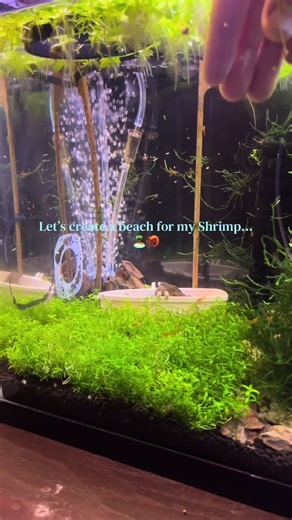 Creating a Beach for My Shrimp Tank
