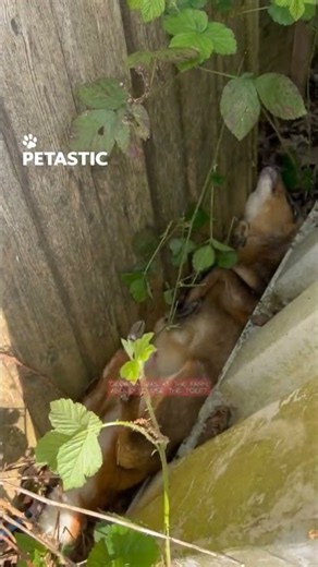 Baby Muntjac Deer Rescue Ends With Heartwarming Escape