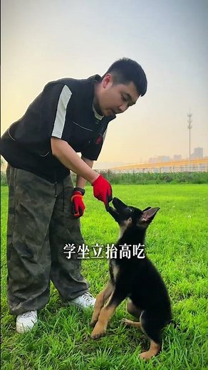 Master the Art of Puppy Training in 3 Easy Steps