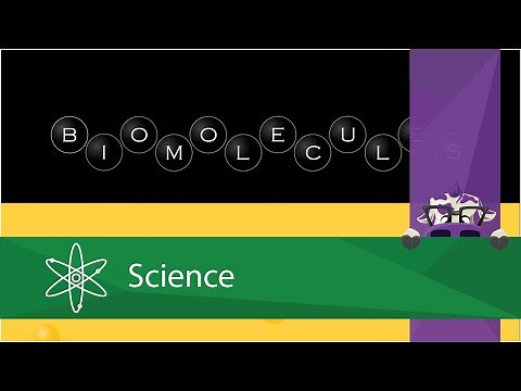 Biomolecules - The Lipids