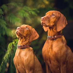 Oru Beach Kayak: The Best Portable Kayak for Dogs