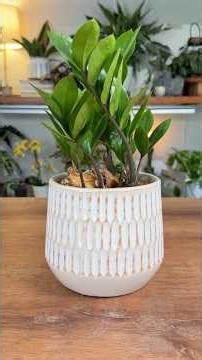 I Grew a ZZ Plant From Just Leaves