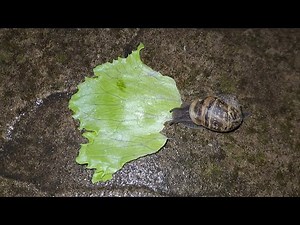 Garden Snail Eating Lettuce Time-Lapse