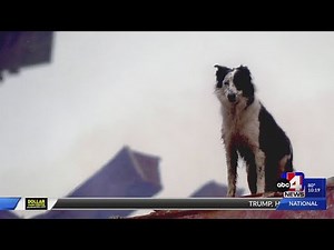 How a rescue dog named Cowboy helped 9/11 first responders