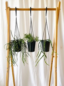 Rhipsalis Trio in 5” Pots | Rare Trailing Jungle Cacti | Pet-friendly Indoor Plants - Etsy