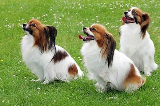 Papillon for Sale | Puppies | Pawrade.com