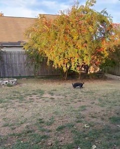 Remember our mama dog and pups under the house a while back? Mama Coco is feeling great. She was spayed a couple of weeks ago and she has so much energy now. She is doing very well with house training… no accidents for more than a week. Sleeping through the night, too! She is very well behaved and has learned to sit. | Russell Rescue TN