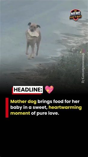 THE MEME FACTORY 🧿 • YASH GUPTA | A loving mother dog finds food and brings it back for her hungry baby in a touching moment that shows the true meaning of care and... | Instagram