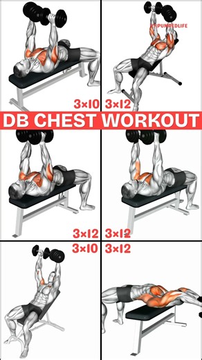 6 Best Dumbbell Chest Exercises for a Bigger Chest | Complete Dumbbell Chest Workout #chestworkout