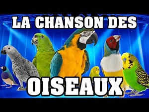 🐦 LA CHANSON DES OISEAUX 🐦