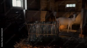 Old milk bottles in a crate with a goat in the background