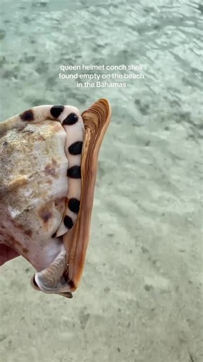 Queen Helmet Conch Shell Discovery on Bahamian Beach