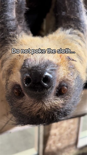 Understanding Sloth Behavior: Respect Their Boundaries