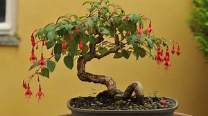 Fuchsia Bonsai Tree