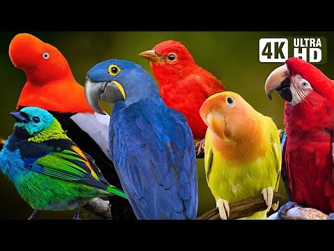 BIRDS OF THE AMAZON RAINFOREST | COLOURFUL BIRDS | RELAXING SOUNDS | STUNNING NATURE | STRESS RELIEF