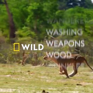Transport yourself to Africa with a month of wild weather, warriors and wanderers. WILD Africa month allows you to explore the continent and everything that lives in it, all day every day this month on National Geographic WILD UK. | National Geographic UK