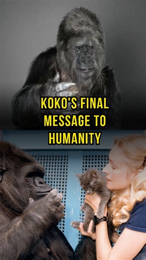 Beyond 5000 on Instagram: "Koko, born in 1971, was a western lowland gorilla who became famous for communicating through a modified form of American Sign Language. Taught by Dr. Penny Patterson, she learned over 1,000 signs and understood thousands of spoken words, showing remarkable emotional intelligence. Koko died peacefully in her sleep on June 19, 2018, at age 46. A widely shared video of her signing a message about protecting nature was later clarified as a scripted awareness video, not he