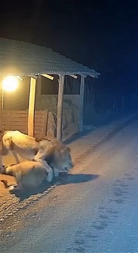 Midnight Lion King Attacks Cow | Shocking Village CCTV Footage