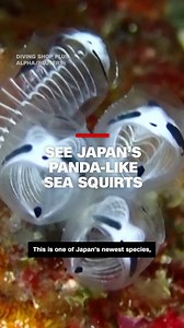 The distinctive skeleton panda sea squirt is Japan's newest species. This is the first time scientists have studied the tiny sea creature. | CNN International
