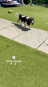 Stealth mode activated 🥷🐶 A little medley of his top-secret missions: catching pesky flies 🪰, stalking suspicious shadows 👀, and attacking absolutely nothing with full commitment 😂 Silent. Focused. Slightly confused. 10/10 ninja skills 💨🐾 . . . . . . . . . . . . . #PuppyLove #dailydogs #cutenessoverload #love #cavalierkingcharlesspaniel #Cavaliers #cavalierkingcharles #cavalierpuppy #dogoftheday #cavaliercommunity #cavalier #cavalierclub #cavalierlover #cavalierlove #cavalierlife #toffeea