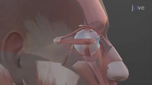 Video: Muscles of the Eye