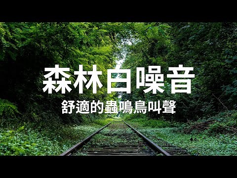 大自然的白噪音 1小時｜森林鳥鳴聲，身心放鬆，平靜學習輔助