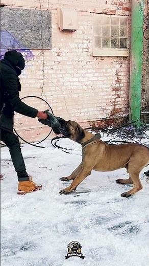 That Escalated REAL Fast! #boerboels #protectiondogs #dogtraining101
