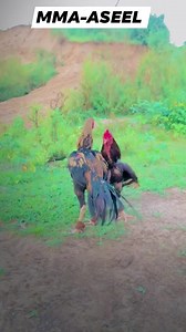 109K views · 3.5K reactions | Aseel rooster fighting #aseelfighter #aseelchick #aseelrooster #aseellovers #aseelfight #sidhumoosewala | MMA - ASEEL | Facebook