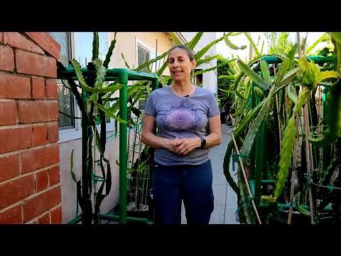 How to build PVC trellis for your dragon fruit plant