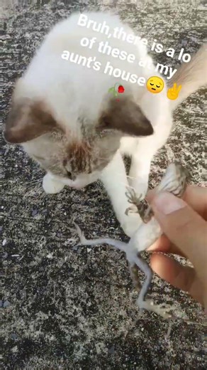 lizard catching #meme