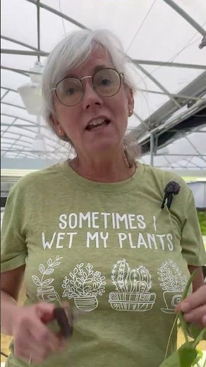 Pruning Cucumbers Early Can DOUBLE Your Harvest 🌱#farming #gardening #shorts