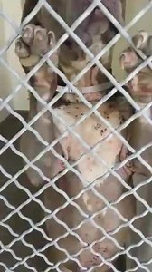 18K views · 272 reactions | Her body is covered in scabs and scars...