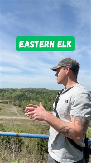 Elk are as much of an eastern species as a western species! Prior to colonization, the range of the American elk stretched nearly from coast to coast. Early European accounts describe elk occurring in “droves” or “hordes” in the east, sometimes alongside other “western” species like bison. Early accounts describe elk as a deer as emblematic (in many cases more emblematic) of eastern North America than the white-tailed deer. Two centuries after the first European accounts of elk, it was gone from