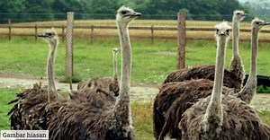 Kenapa Burung Unta Makan Batu Kecil? Ini Penjelasannya