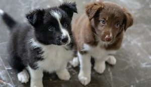 Dog First Aid Courses | Canine First Aid