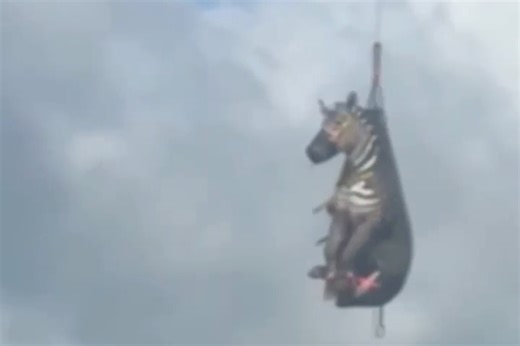 A runaway pet zebra that was on the loose for more than a week in Tennessee was captured on Sunday, his owners and authorities said. Ed the zebra, who became an internet sensation, was captured safely after being located in a pasture near a subdivision in the Christiana community in central Tennessee. https://cbsn.ws/4kWIOs0 | CBS Mornings