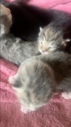 Cutest Kittens JUST BORN! MEOW!