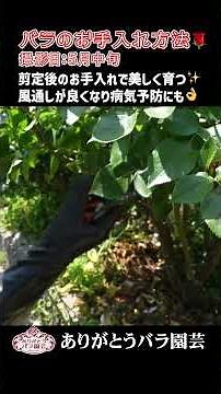 バラの5.6月の肥料のやり方 ｜ありがとうバラ園芸
