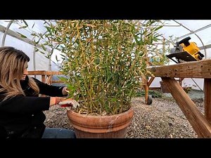 Bamboo Harvest, Repotting a Big Fig Tree & Winter Watering! 🪴✂️💦