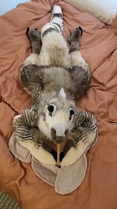 34K views · 196 reactions | I am a plushie artist, and I have been...