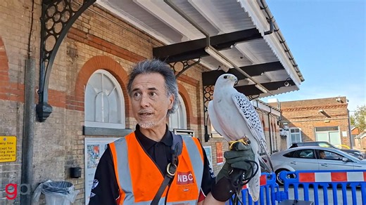 Greater Anglia has enlisted the help of birds of prey at various stations around East Anglia to deter pigeons 🦅 More information ⬇️ https://www.greateranglia.co.uk/about-us/news-desk/news-articles/greater-anglia-uses-birds-prey-ipswich-station-deter-pigeons | Greater Anglia