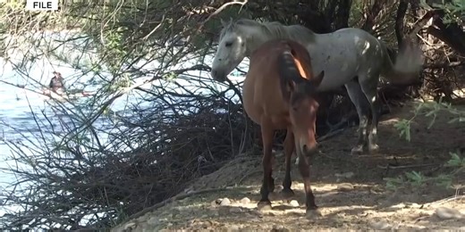 New Arizona contract with group calls for big reduction of Salt River horses
